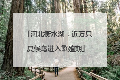 河北衡水湖：近万只夏候鸟进入繁殖期